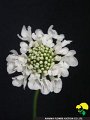 Scabiosa japonica Cristal Pink